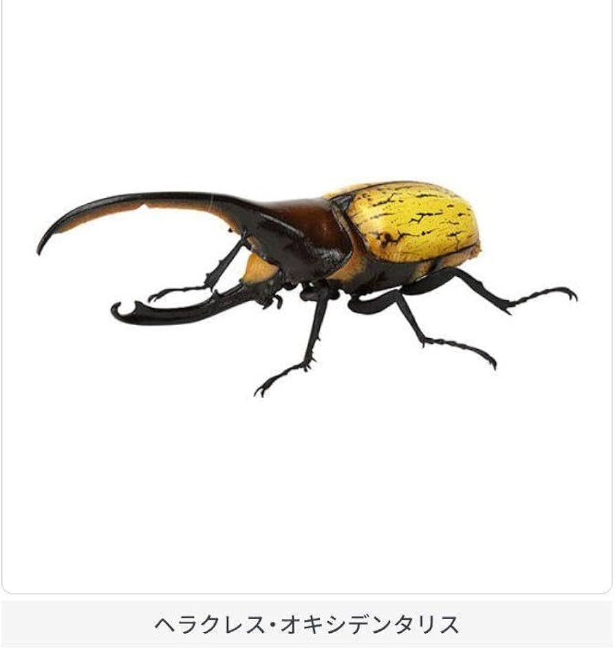 ヘラクレス オキシデンタリス 標本 オキシデンタリスヘラクレスオオカブト♂130mm,♀62mm ジオラマ標本